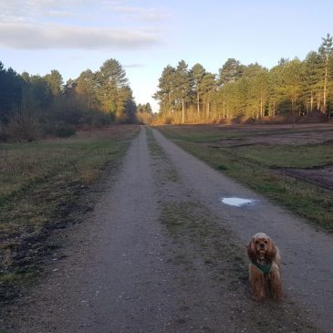 A week of running and Covid-19